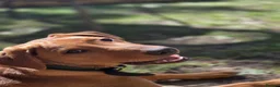 Labrador Retriever dogs for sale: 8 month old red fox lab boy ❤️ in Northampton - Advert 6