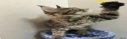 Maine Coon cats for sale: Licensed breeder-maine coon kittens - Advert 12