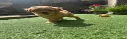 Toy Poodle dogs for sale: Ready now 🏡🐩❤️ 2x gorgeous toy poodle BOYS - Advert 6