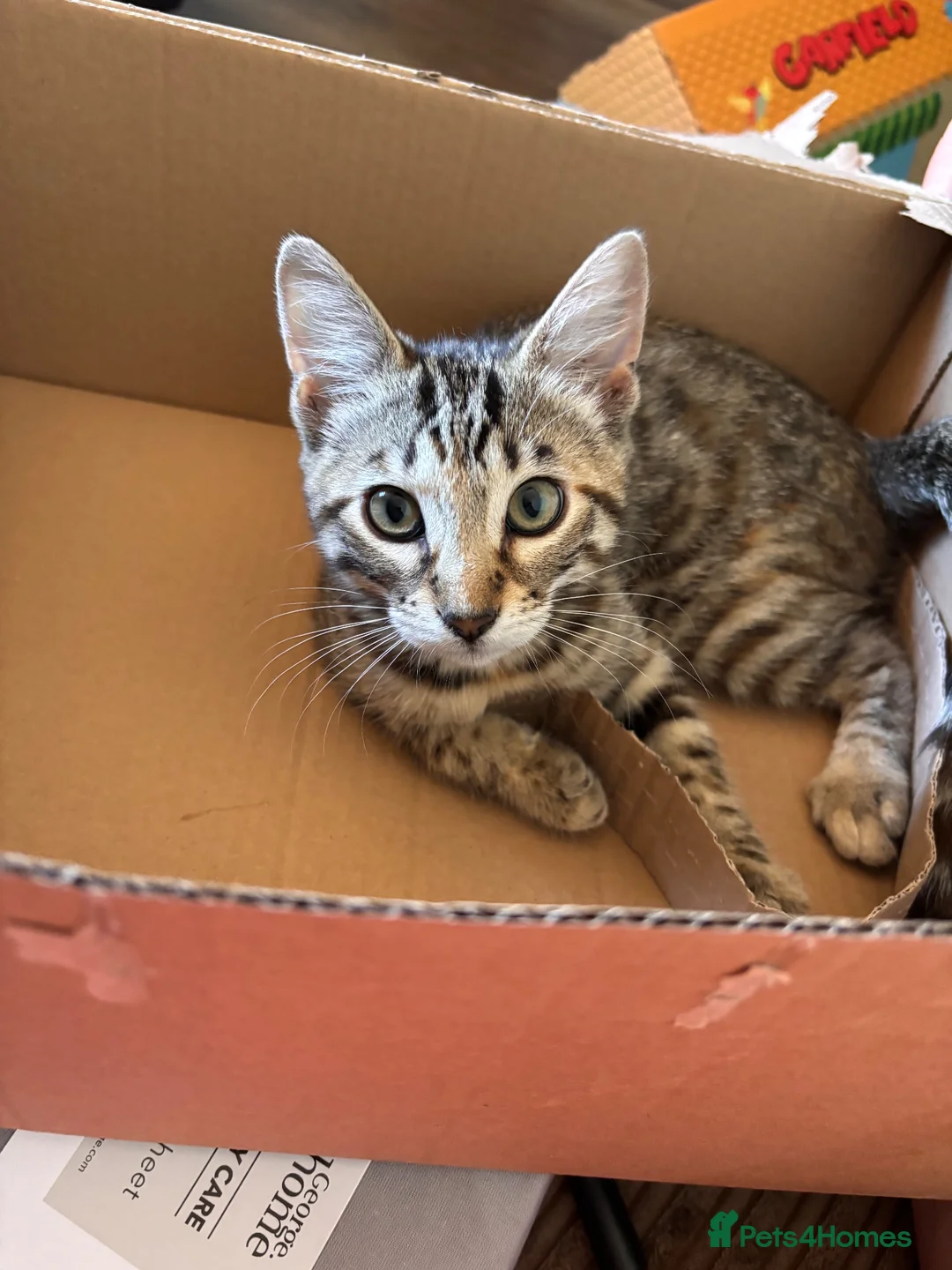 Bengal cats for sale: Female Bengal Kitten for sale  in Northampton - Advert 2