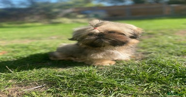 Shih Tzu dogs - Advert 3
