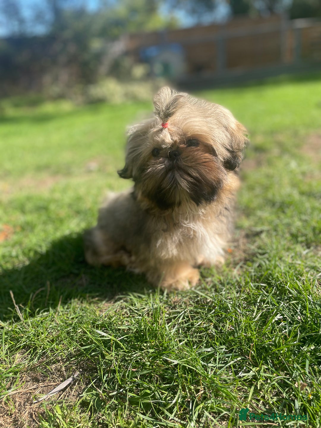 Shih Tzu dogs for sale: ❤️ Wilson has now joined his forever family ❤️ - Image 2