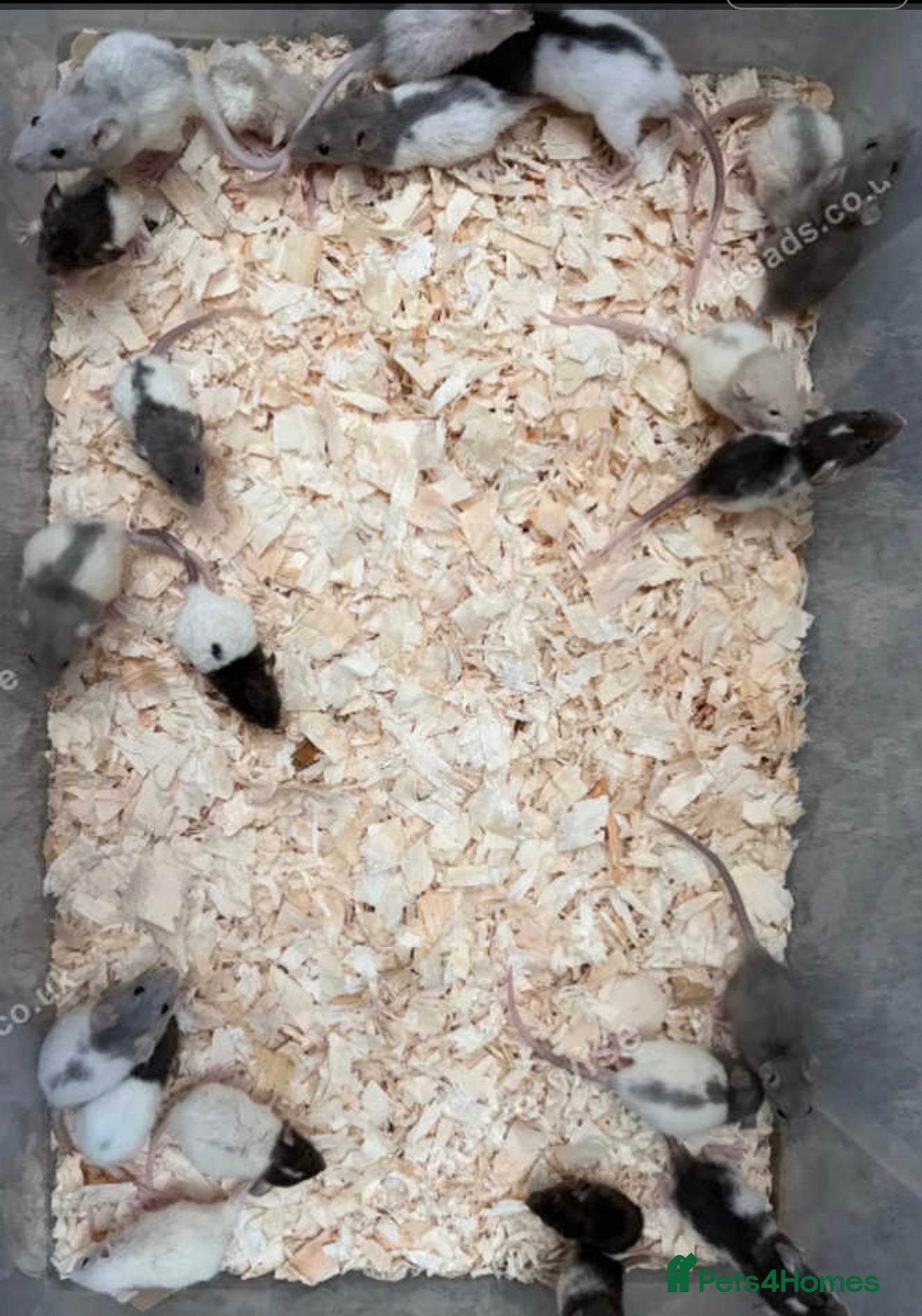 Rat rodents Baby rats  - Advert 3