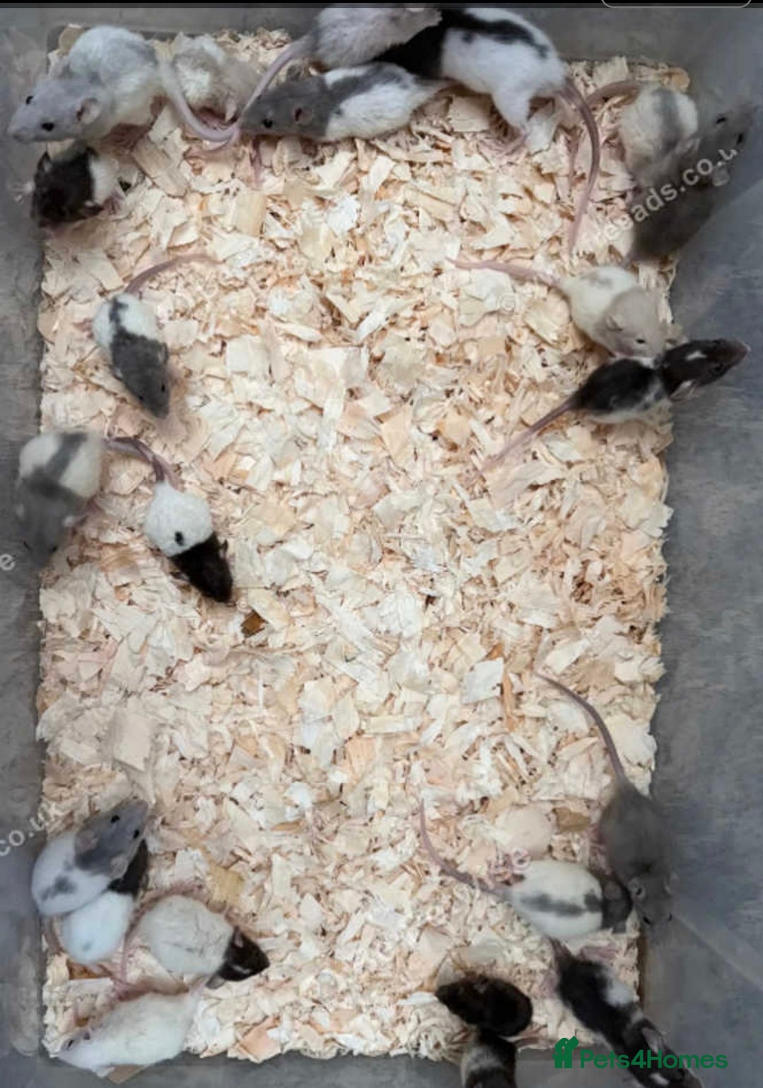 Rat rodents for sale: Baby’s rats females only available now - Advert 1