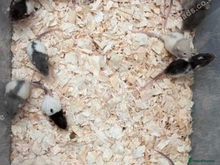 Rat rodents Baby rats - Advert 3