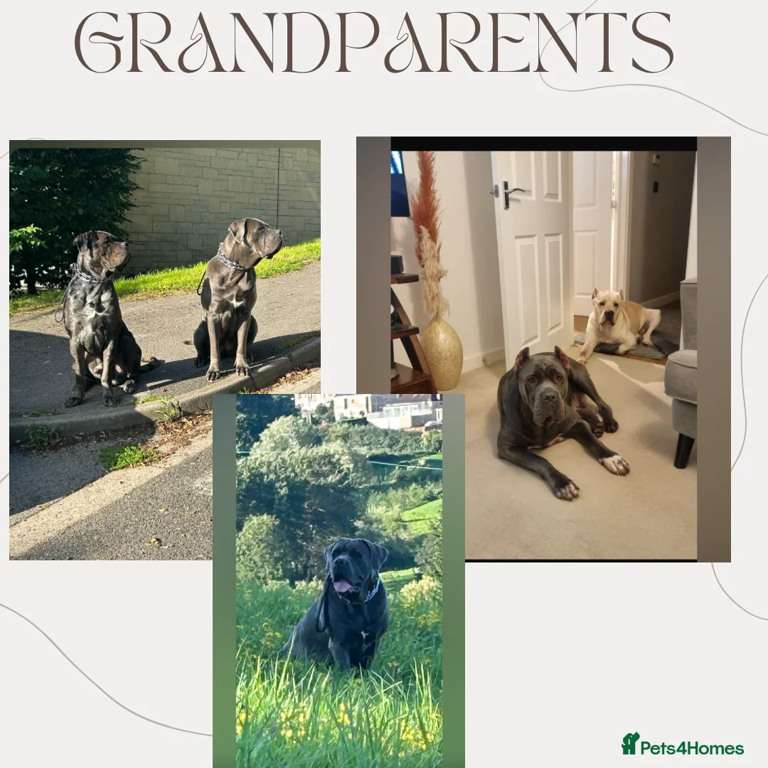 Cane Corso dogs for sale: Chunky cane corso pups ready for forever home  - Advert 40