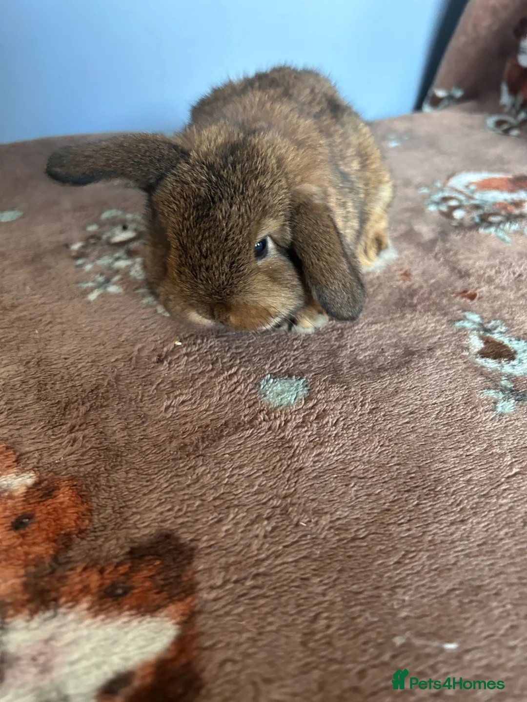 Mini Lop rabbits for sale: Mini Loops up for Reservation  - Advert 2
