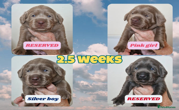 Labrador Retriever dogs - Advert 18
