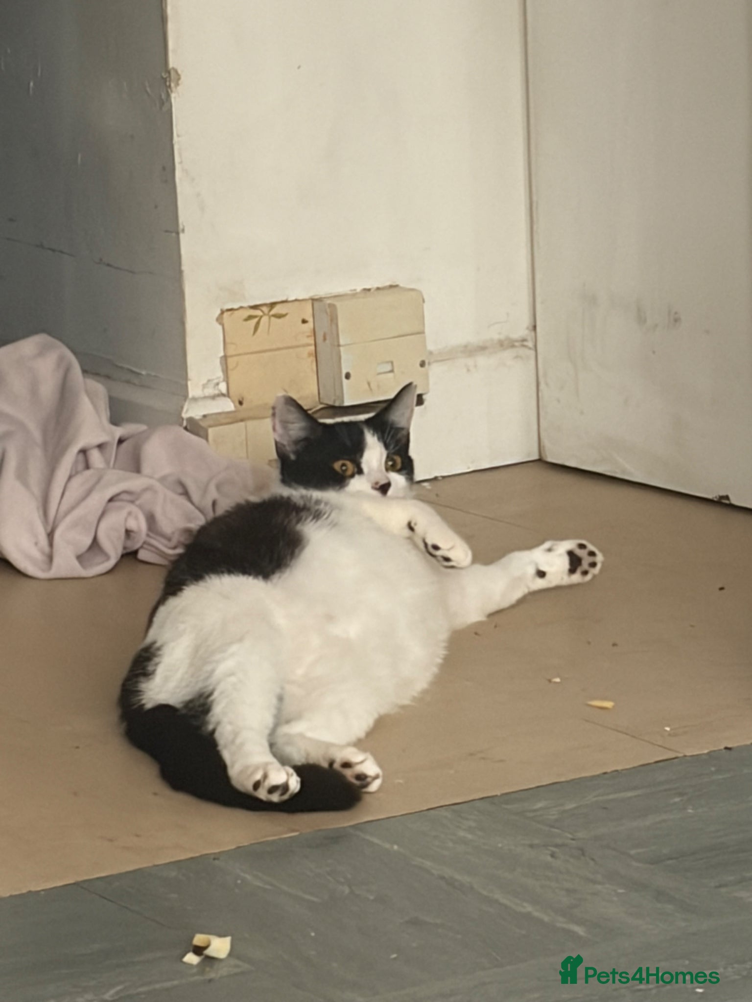 Mixed Breed cats Kittens for sale  - Advert 7