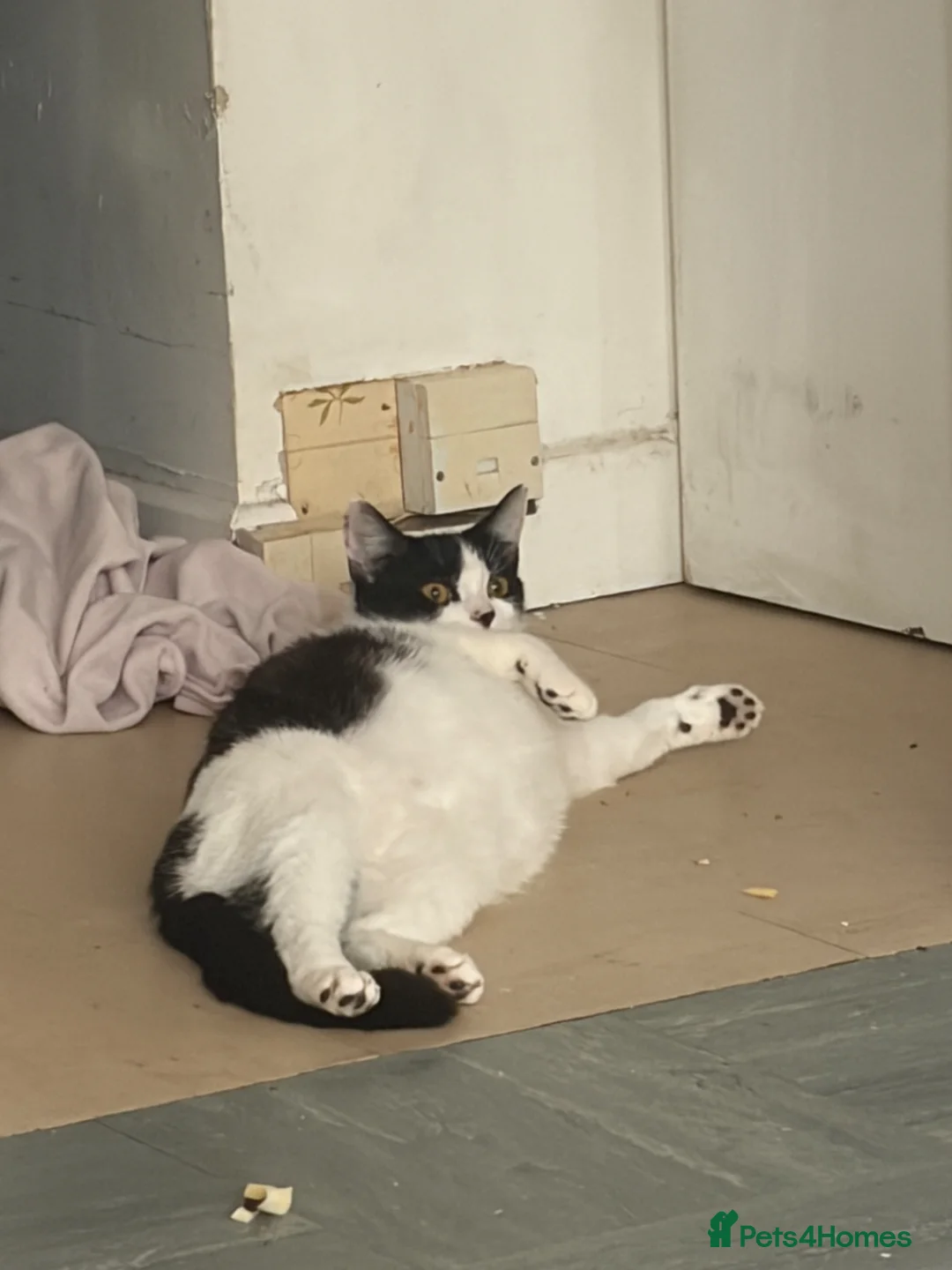 Mixed Breed cats for sale: Kittens for sale  in Basildon - Advert 1