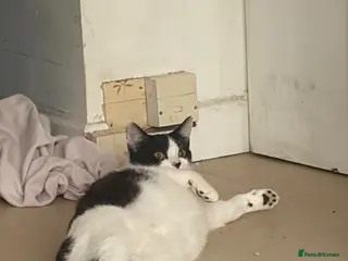 Mixed Breed cats Kittens for sale - Advert 7