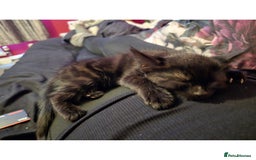 British Shorthair cats for sale: Female kitten - Advert 4