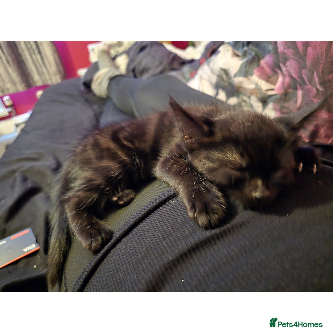 British Shorthair cats for sale: Female kitten - Advert 4