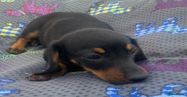 Dachshund dogs - Advert 3