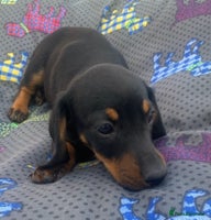 Dachshund dogs - Advert 1