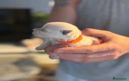 West Highland Terrier dogs for sale: West Highland Terrier Puppies for Loving Homes - Image 34