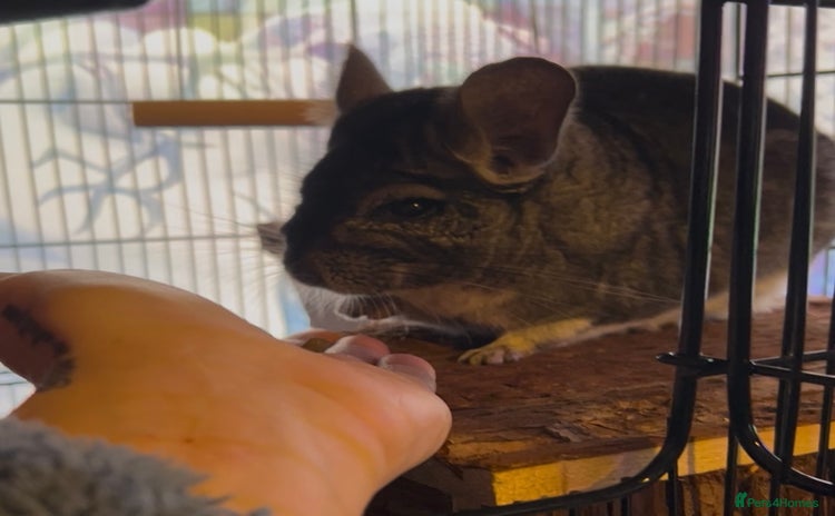 Chinchilla rodents - Advert 1