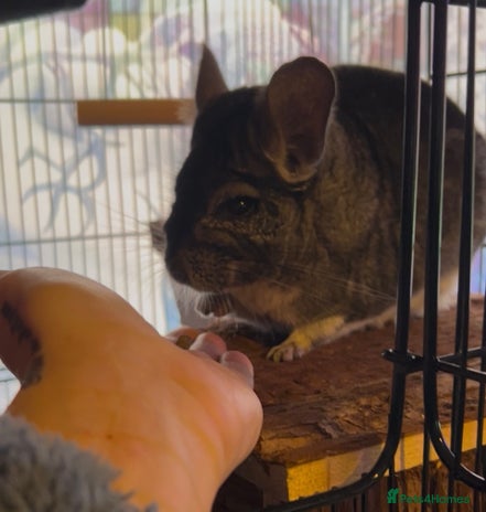 Chinchilla rodents - Advert 12