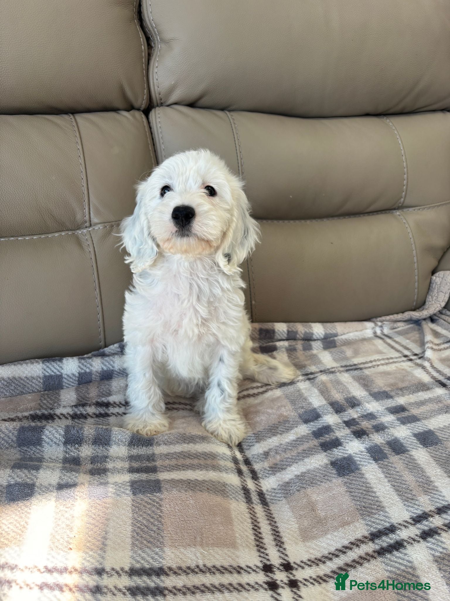 Cavapoo dogs ✨ Gorgeous DNA Tested F1 Cavapoo Boy 🐾 Licensed - Advert 2