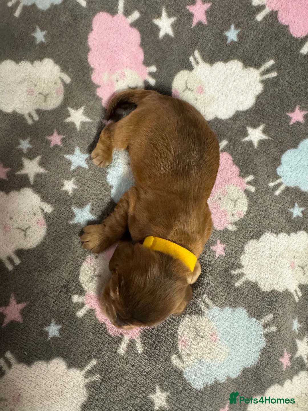 Cocker Spaniel dogs for sale: Outstanding Show Quality Show Type Cocker Spaniels - Advert 22