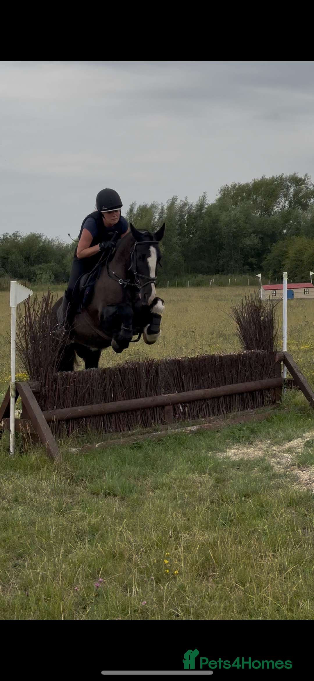 Irish Cob horses for sale: 13.1/13.2 Low Level All Rounder Cob Gelding  - Image 7