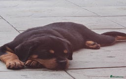 Rottweiler dogs for sale: Rottweiler puppy  - Image 3