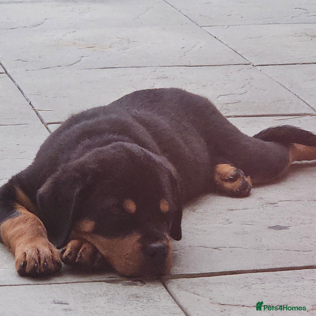 Rottweiler dogs for sale: Rottweiler puppy  - Image 3