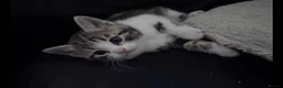 British Shorthair cats for sale: Silver BSH Kittens in London - Advert 3
