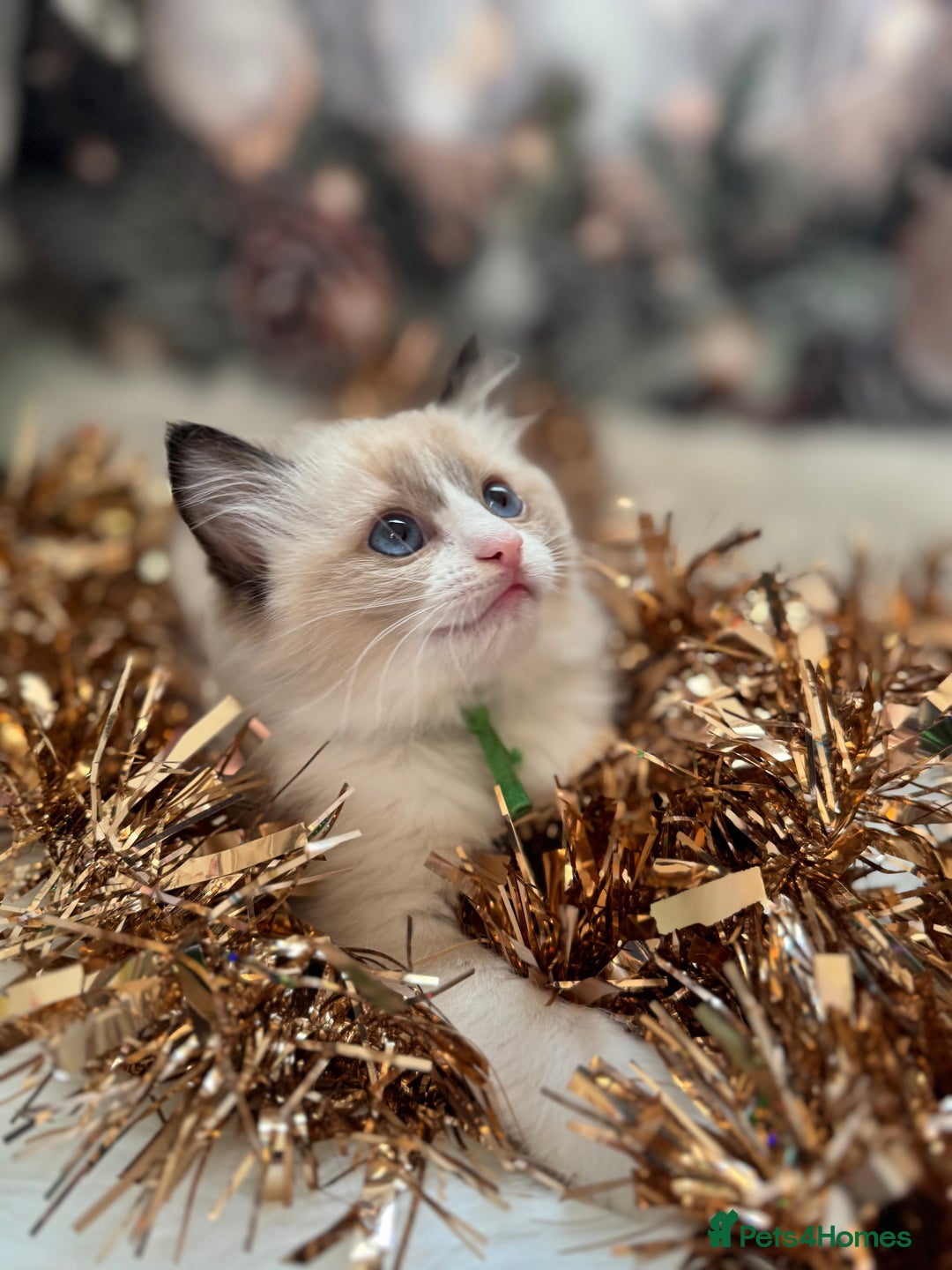 Ragdoll cats for sale: 🏆 gccf ragdoll grand champion kittens 🏆 - Advert 24