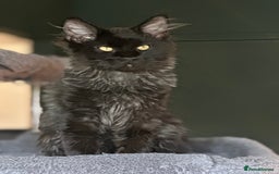 Maine Coon cats for sale:  Tica active registered Beauitful big kittens  in Wednesbury - Image 1