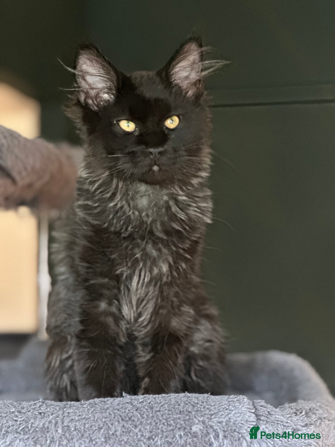 Maine Coon cats for sale:  Tica active registered Beauitful big kittens  in Wednesbury - Image 1