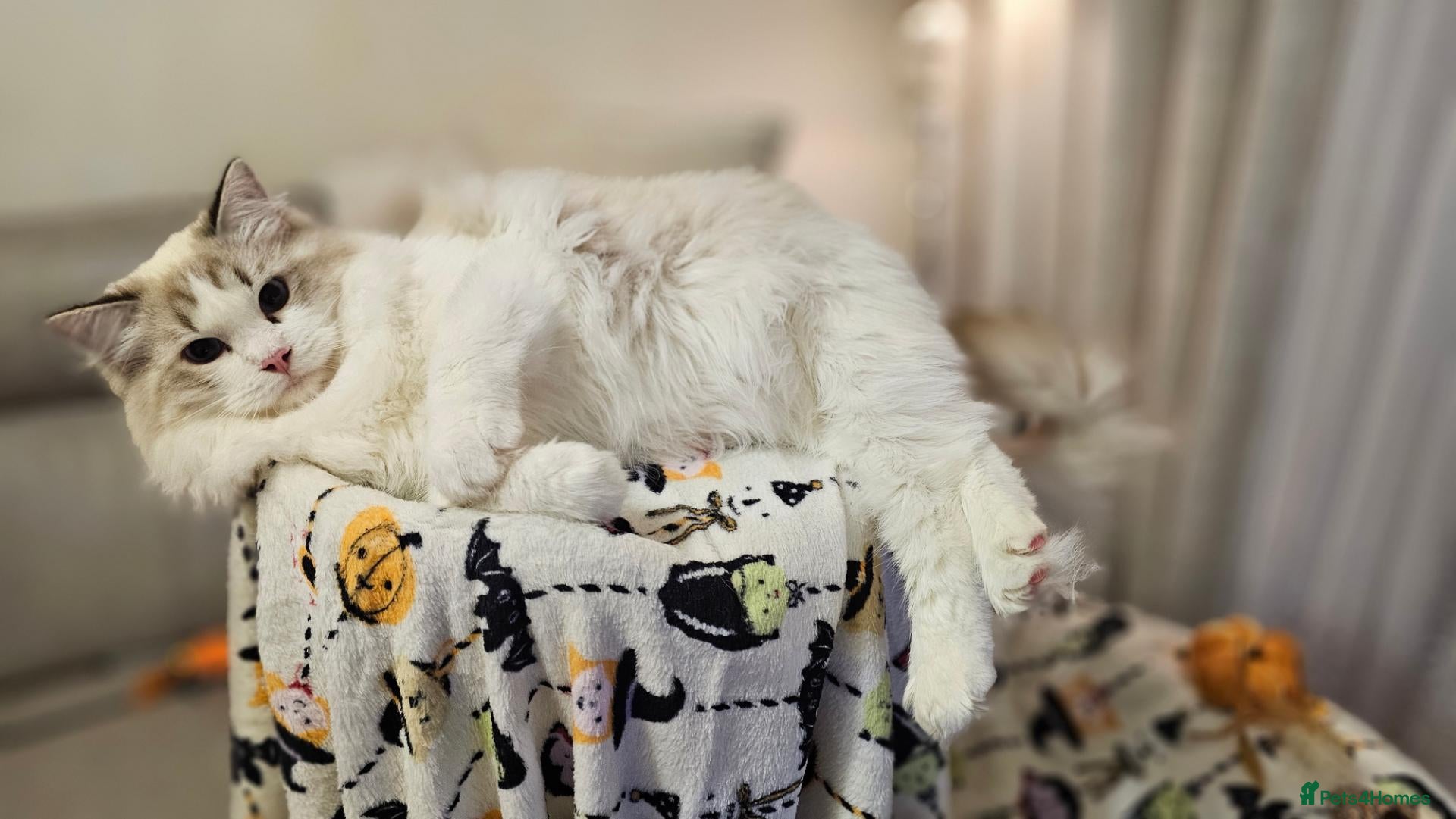 Ragdoll cats for sale: LAST STUNNING BOY LEFT  - Advert 1