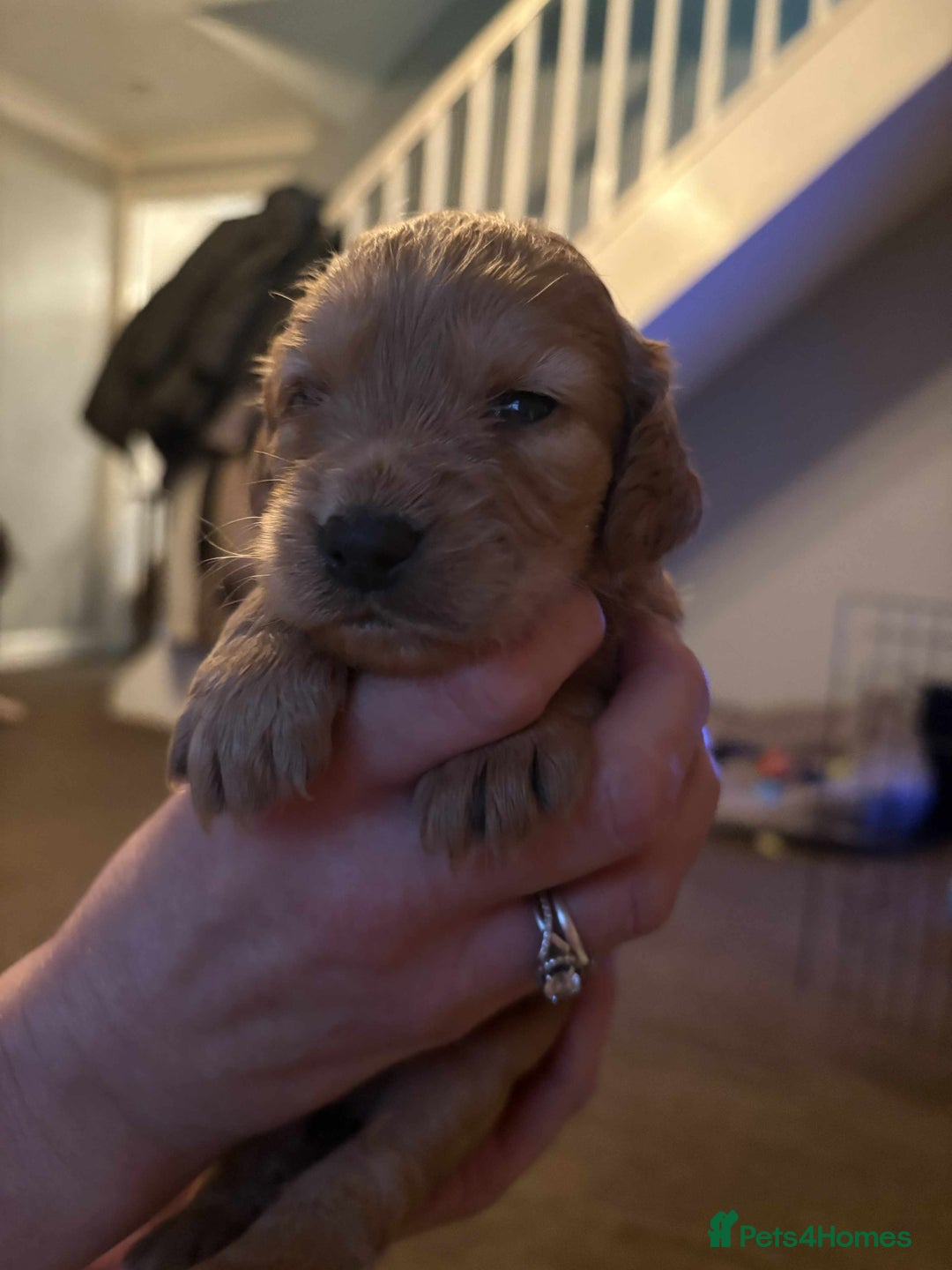 Cockapoo dogs for sale: Stunning litter of cockapoos  - Advert 37
