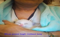 Ragdoll cats for sale: Stunning GCCF Registered Heart Melting Affection - Image 28