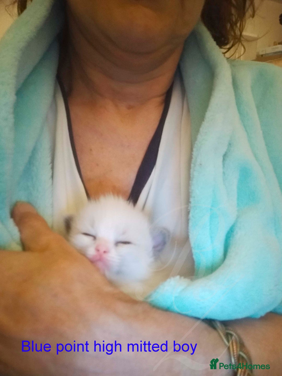 Ragdoll cats for sale: Stunning GCCF Registered Heart Melting Affection - Image 28