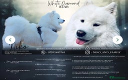 Samoyed dogs for sale: Gorgeous Samoyed Puppies  - Image 17