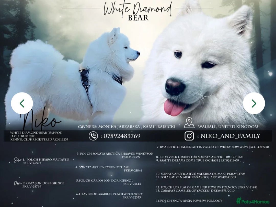 Samoyed dogs for sale: Gorgeous Samoyed Puppies  - Image 17