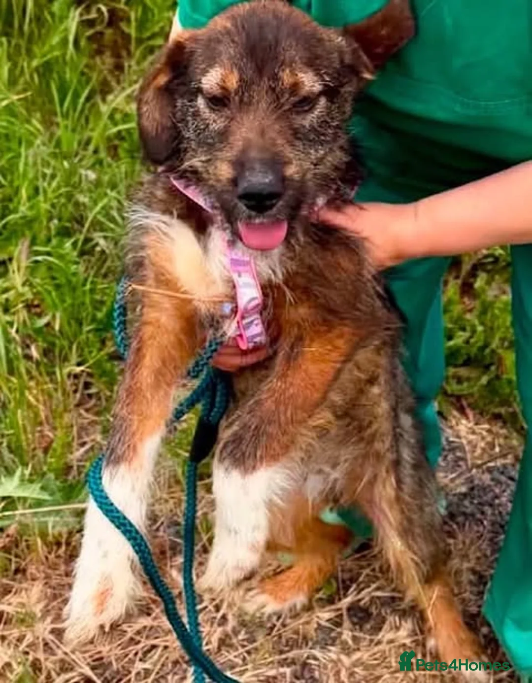 Mixed Breed dogs for adoption: Jordy – 6‑Month‑Old Small/Medium Pup  - Advert 4