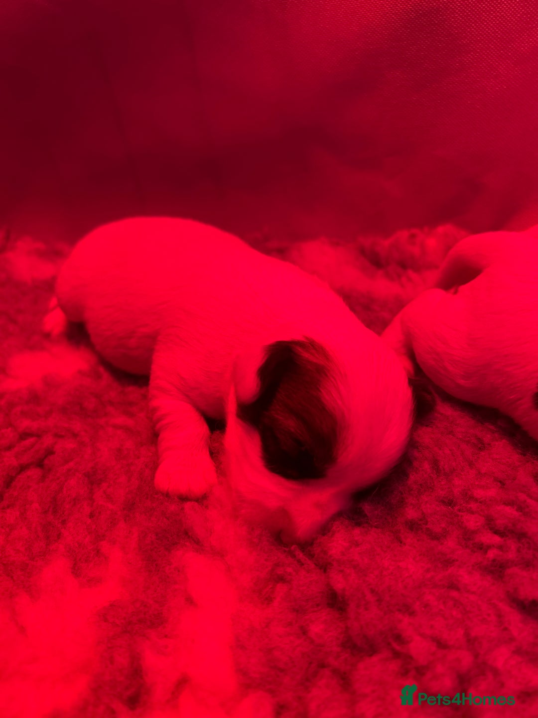 Sealyham Terrier dogs for sale: Sealyham terrier crosses  - Image 2