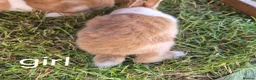 Dutch rabbits for sale: Dutch rabbits  - Advert 4