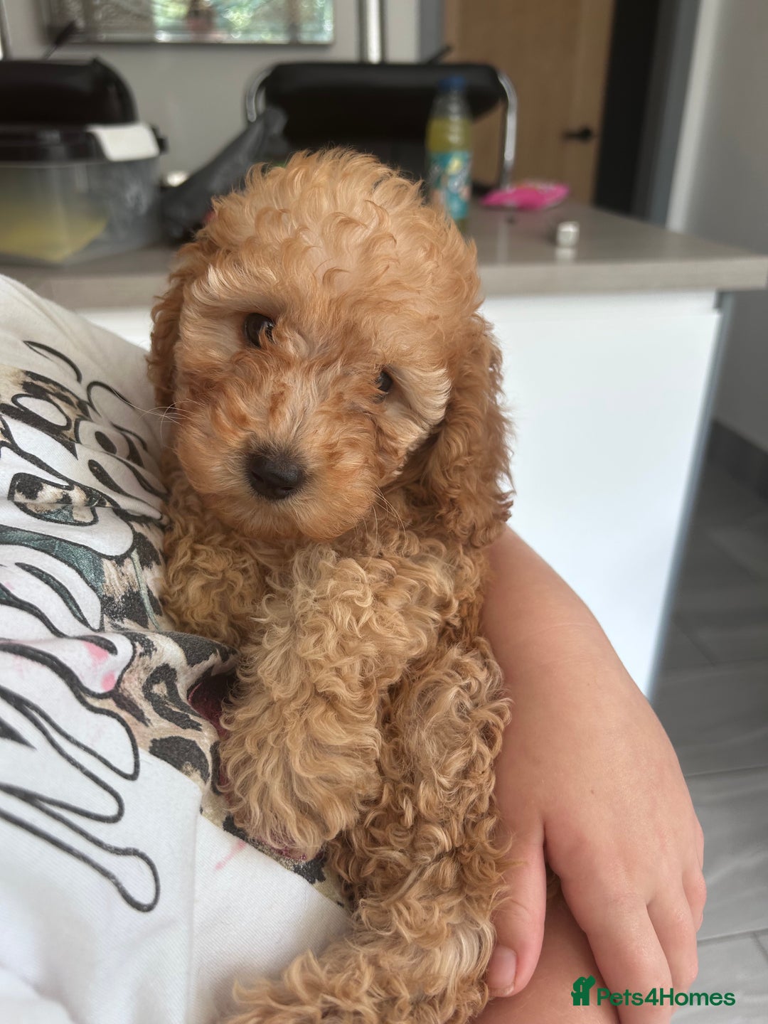 Miniature Poodle dogs for sale: Miniature poodles ready now xx in Hull - Image 24