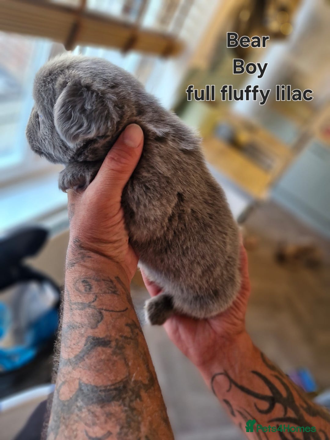 French Bulldog dogs for sale: French bulldog FLUFFY pups - Image 15