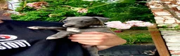 Mixed Breed dogs for sale: Whippet x Italian greyhound in Southampton - Advert 8