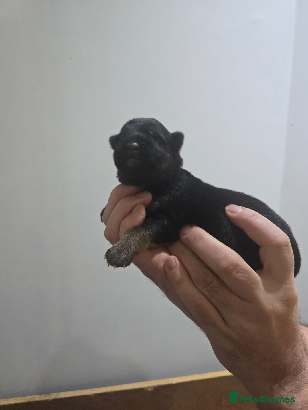 German Shepherd dogs for sale:  Exceptional German Shepherd Dog Puppies – KC Reg - Advert 17