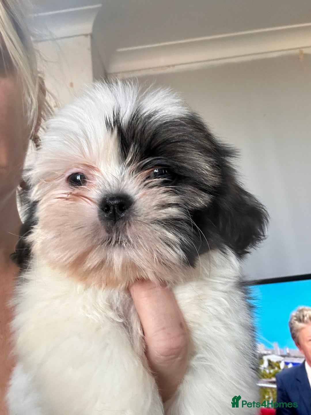 Shih Tzu dogs for sale: Shih tzu pups ready now - Image 1