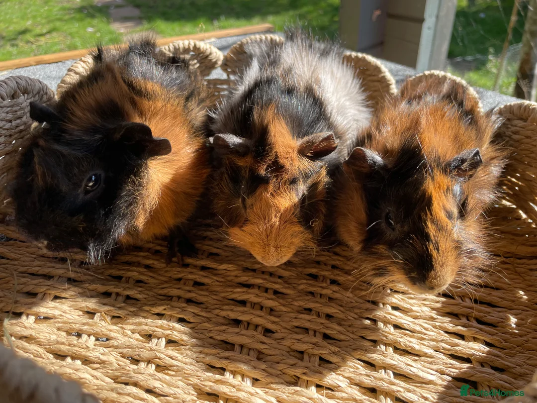Guinea Pig rodents for sale: Beautiful baby Abyssinian Guinea Pigs - Advert 1