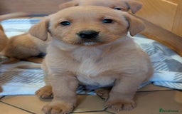 Labrador Retriever dogs for sale: Stunning litter of Labrador retriever pups  - Advert 28