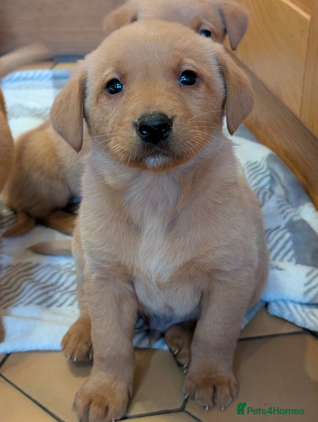 Labrador Retriever dogs for sale: Stunning litter of Labrador retriever pups  - Advert 28