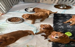Cavapoo dogs for sale: READY NOW!! F1 Cavapoos  - Image 10