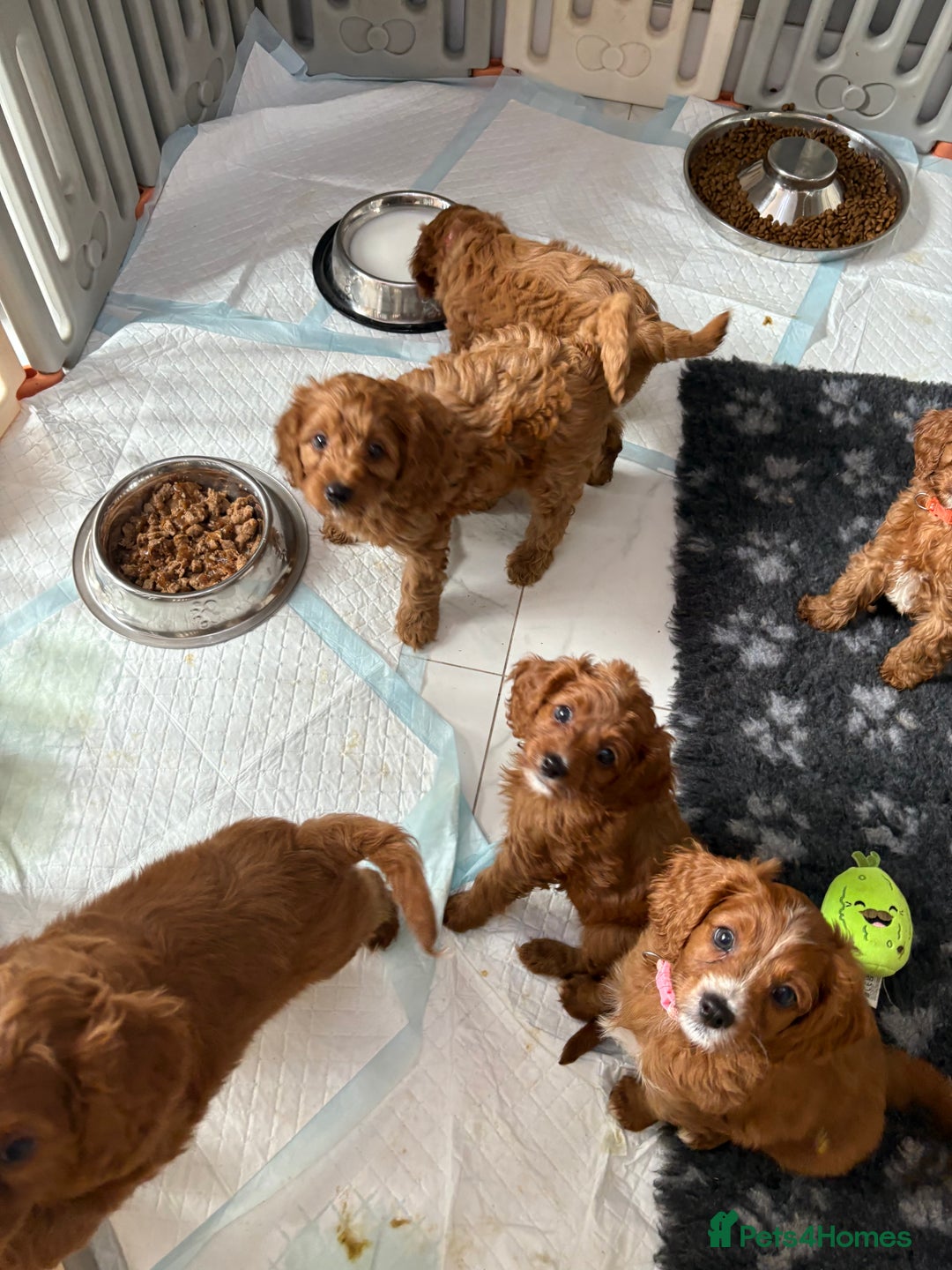 Cavapoo dogs for sale: READY NOW!! F1 Cavapoos  - Image 10